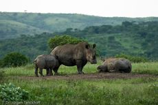 Breitmaulnashorn (23 von 28).jpg